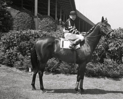 War Admiral